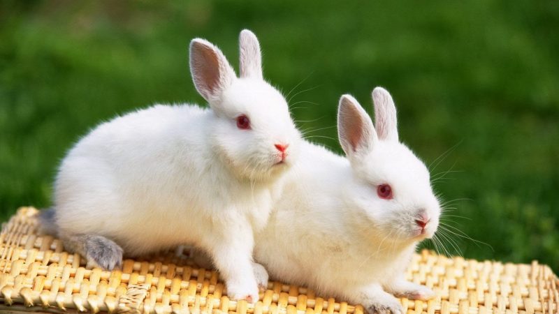 Mơ thấy thỏ có ý nghĩa như thế nào? Tốt hay xấu?