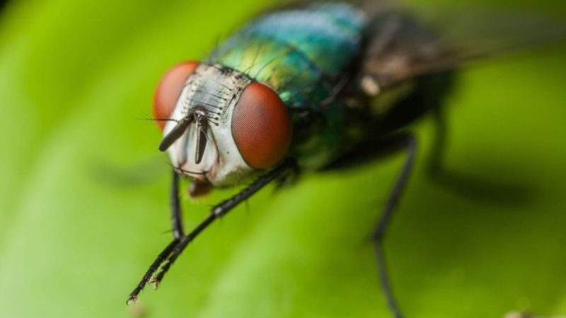 Ý nghĩa giấc mơ thấy ruồi là gì? Con ruồi là số mấy?