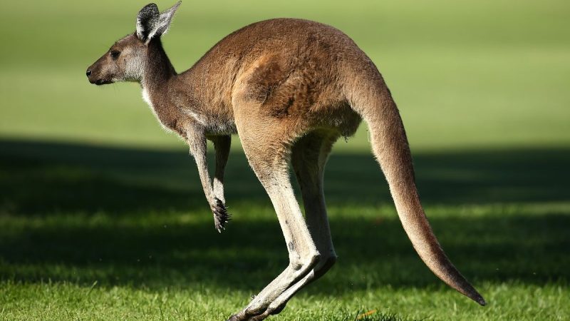 Mơ thấy Kanguru có ý nghĩa gì? điềm báo làm sao?