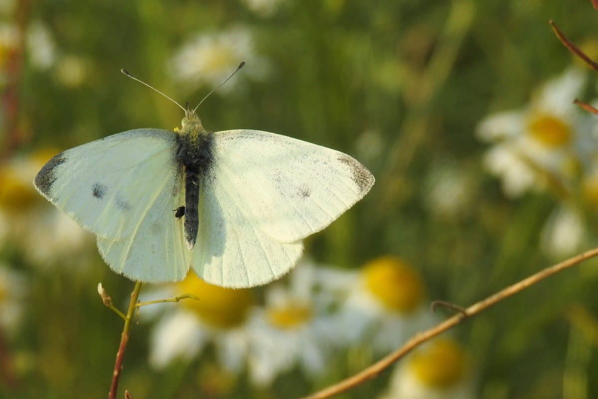 Mơ thấy bướm trắng có điềm báo gì? Ý nghĩa nào?