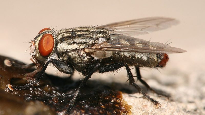 Mơ thấy ruồi có ý nghĩa gì? Điềm báo như nào?