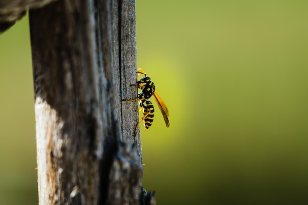 Nằm mơ thấy ong bắp cày là điềm báo gì? Lành hay dữ?